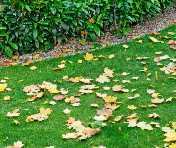 Podzim na zahradě: čas na údržbu, sklizeň a přípravu na zimu